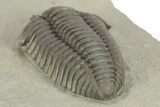 Massive, Flexicalymene Trilobite - Richwood, Kentucky #257538-5